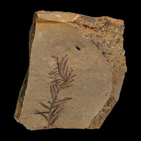 1.5" Detailed Fossil Plant Leafs Metasequoia Dawn Redwood Oligocene Age MT COA