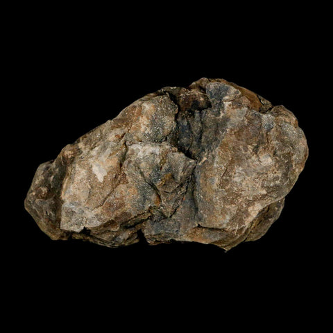 3.2" Flexicalymene Trilobite Fossil Ordovician Age Tazzarine Region Morocco COA - Fossil Age Minerals