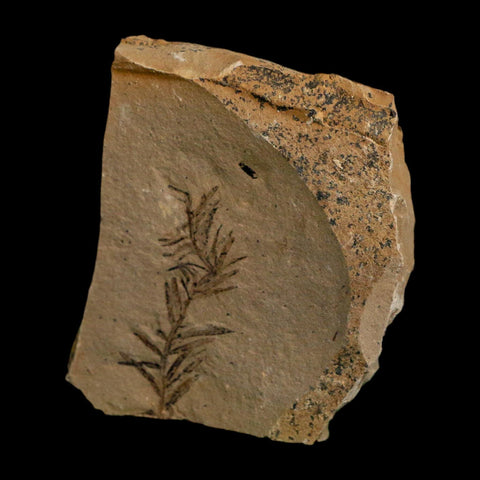 1.5" Detailed Fossil Plant Leafs Metasequoia Dawn Redwood Oligocene Age MT COA