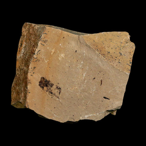 1.5" Detailed Fossil Plant Leafs Metasequoia Dawn Redwood Oligocene Age MT COA