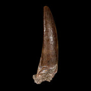 1.8" Plesiosaur Zarafasaura Tooth Fossil Cretaceous Dinosaur Era COA, Stand