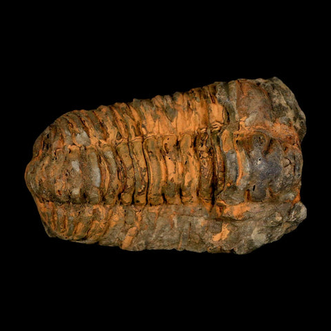 3.2" Flexicalymene Trilobite Fossil Ordovician Age Tazzarine Region Morocco COA - Fossil Age Minerals