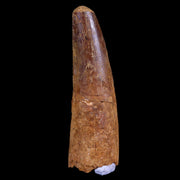 XL 3" Spinosaurus Fossil Tooth 100 Mil Yrs Old Cretaceous Dinosaur COA & Stand