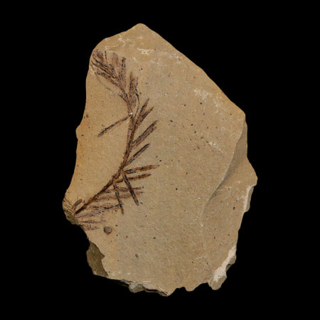 1.5" Detailed Fossil Plant Leafs Metasequoia Dawn Redwood Oligocene Age MT COA