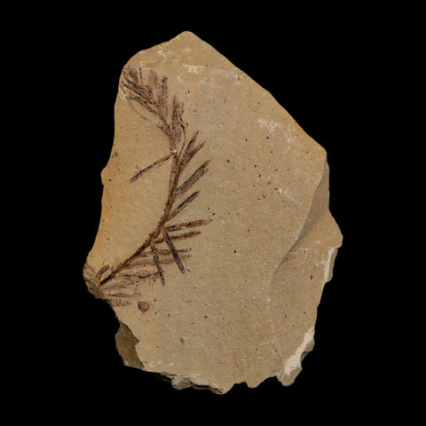 1.5" Detailed Fossil Plant Leafs Metasequoia Dawn Redwood Oligocene Age MT COA