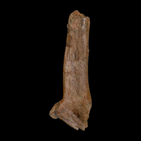 5.5" Edmontosaurus Fossil Rib Bone Hell Creek FM Cretaceous Dinosaur MT COA Stand