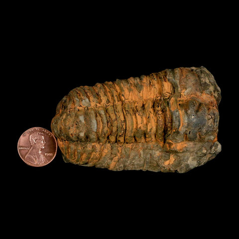 3.2" Flexicalymene Trilobite Fossil Ordovician Age Tazzarine Region Morocco COA - Fossil Age Minerals