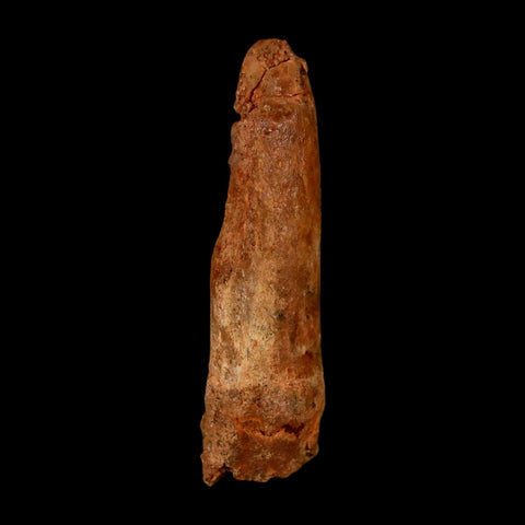 1.9" Rebbachisaurus Sauropod Fossil Tooth Early Cretaceous Dinosaur COA