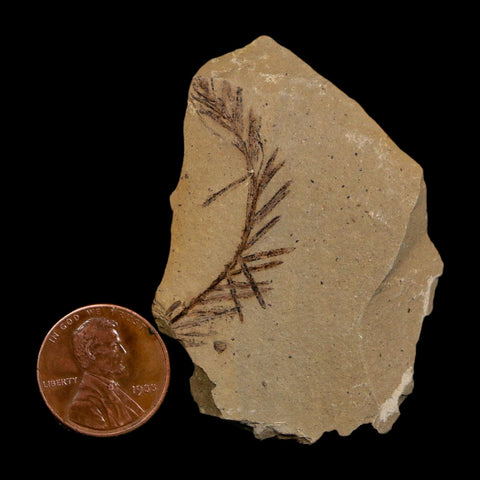 1.5" Detailed Fossil Plant Leafs Metasequoia Dawn Redwood Oligocene Age MT COA