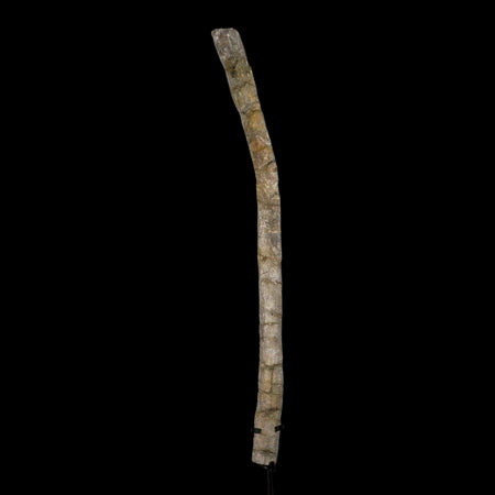 18.4" Allosaurus Fossil Rib Bone Morrison FM Colorado Jurassic Dinosaur COA Stand