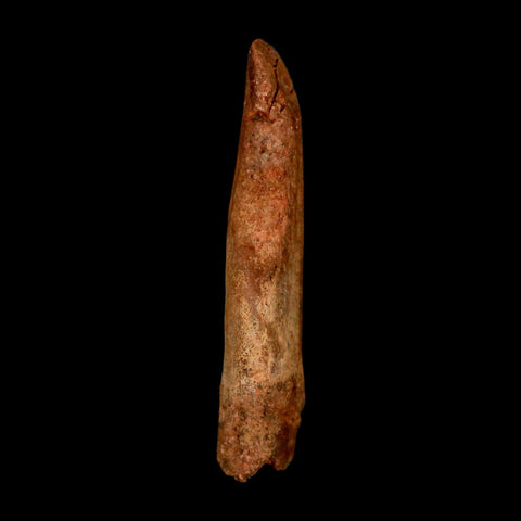 1.9" Rebbachisaurus Sauropod Fossil Tooth Early Cretaceous Dinosaur COA