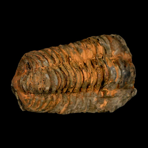 3.2" Flexicalymene Trilobite Fossil Ordovician Age Tazzarine Region Morocco COA - Fossil Age Minerals