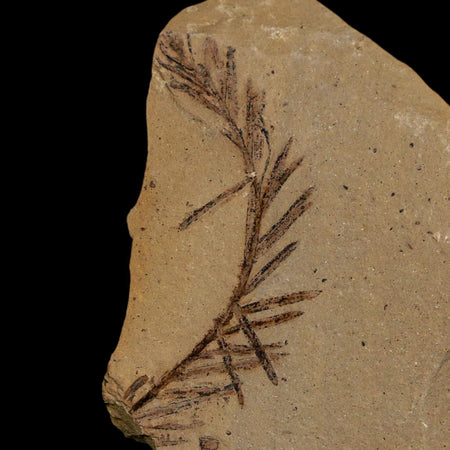 1.5" Detailed Fossil Plant Leafs Metasequoia Dawn Redwood Oligocene Age MT COA