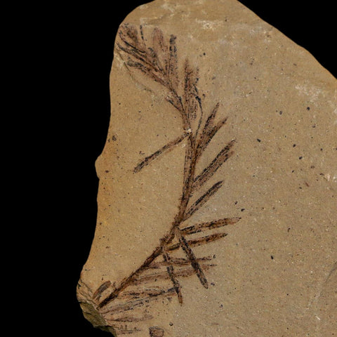 1.5" Detailed Fossil Plant Leafs Metasequoia Dawn Redwood Oligocene Age MT COA