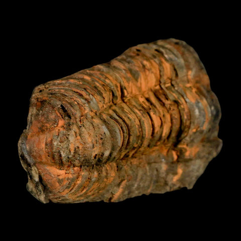 3.2" Flexicalymene Trilobite Fossil Ordovician Age Tazzarine Region Morocco COA - Fossil Age Minerals