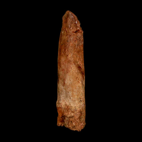1.9" Rebbachisaurus Sauropod Fossil Tooth Early Cretaceous Dinosaur COA