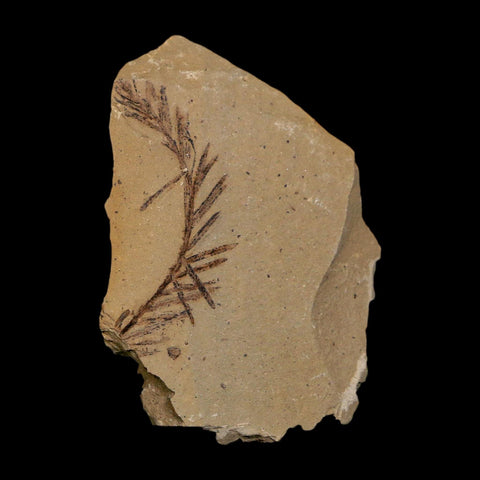 1.5" Detailed Fossil Plant Leafs Metasequoia Dawn Redwood Oligocene Age MT COA