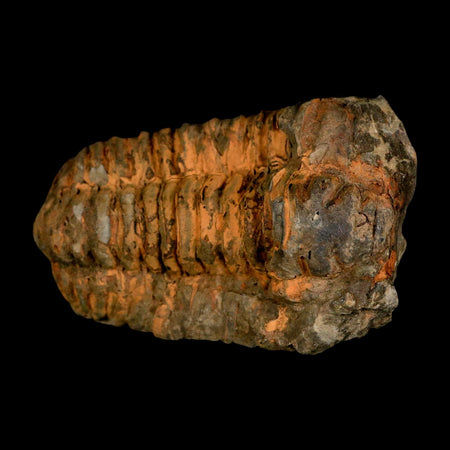 3.2" Flexicalymene Trilobite Fossil Ordovician Age Tazzarine Region Morocco COA