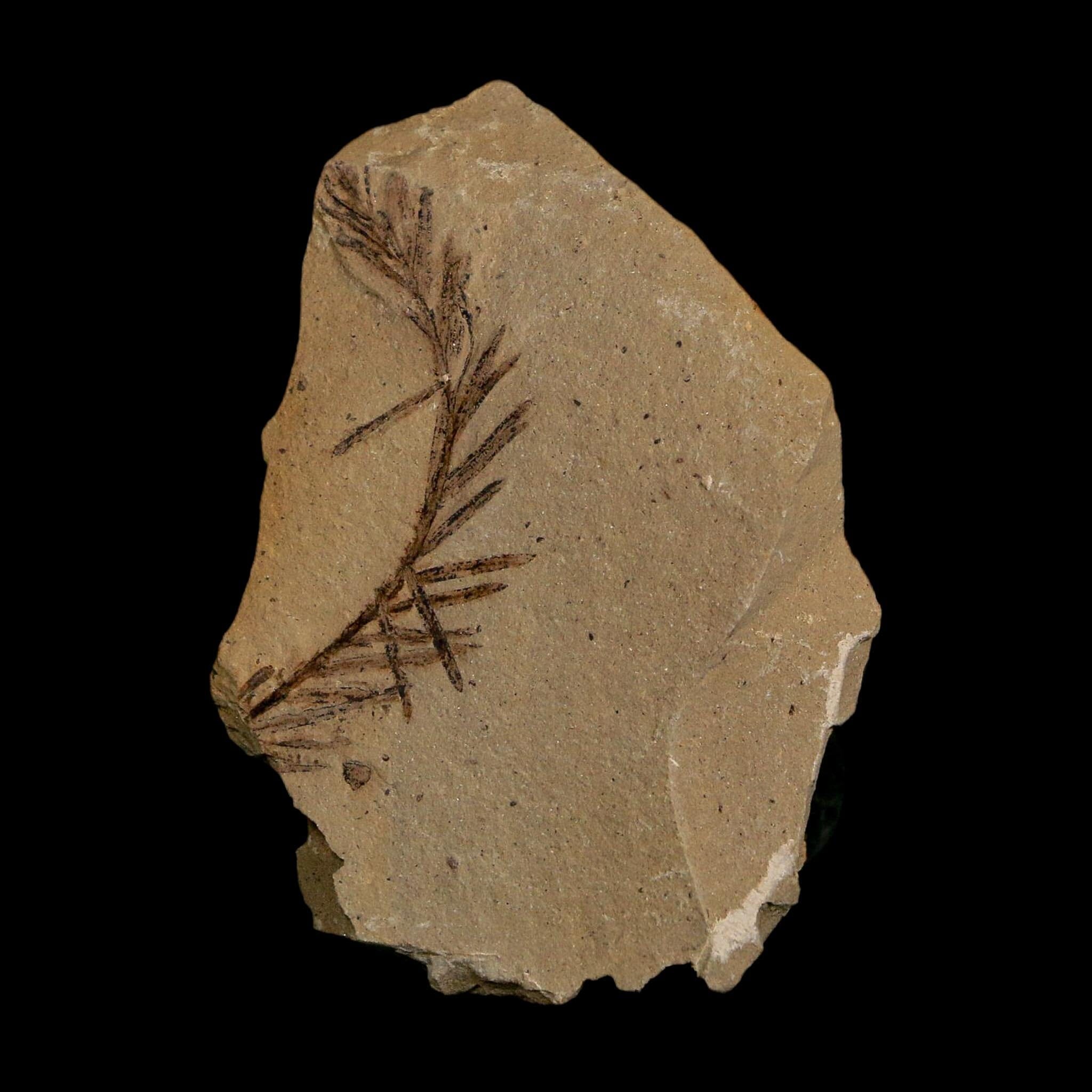 1.5" Detailed Fossil Plant Leafs Metasequoia Dawn Redwood Oligocene Age MT COA - Fossil Age Minerals