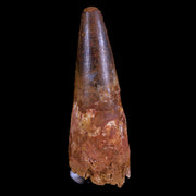XL 3.1" Spinosaurus Fossil Tooth 100 Mil Yrs Old Cretaceous Dinosaur COA & Stand