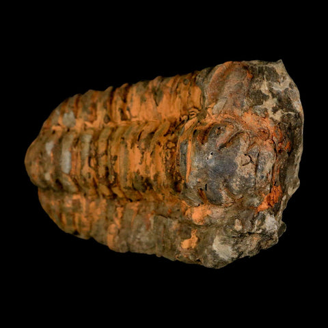 3.2" Flexicalymene Trilobite Fossil Ordovician Age Tazzarine Region Morocco COA - Fossil Age Minerals