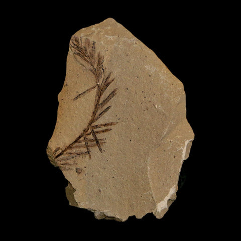 1.5" Detailed Fossil Plant Leafs Metasequoia Dawn Redwood Oligocene Age MT COA