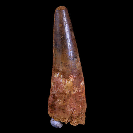 XL 3.1" Spinosaurus Fossil Tooth 100 Mil Yrs Old Cretaceous Dinosaur COA & Stand