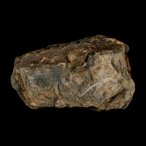 3.2" Flexicalymene Trilobite Fossil Ordovician Age Tazzarine Region Morocco COA - Fossil Age Minerals