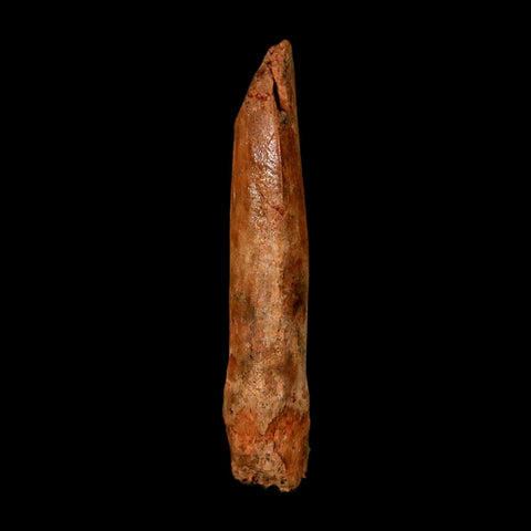 1.9" Rebbachisaurus Sauropod Fossil Tooth Early Cretaceous Dinosaur COA