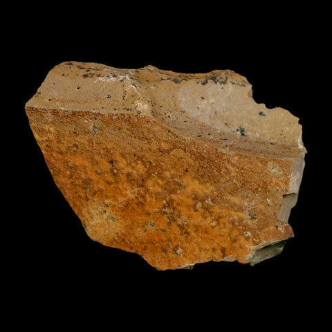1.5" Detailed Fossil Plant Leafs Metasequoia Dawn Redwood Oligocene Age MT COA