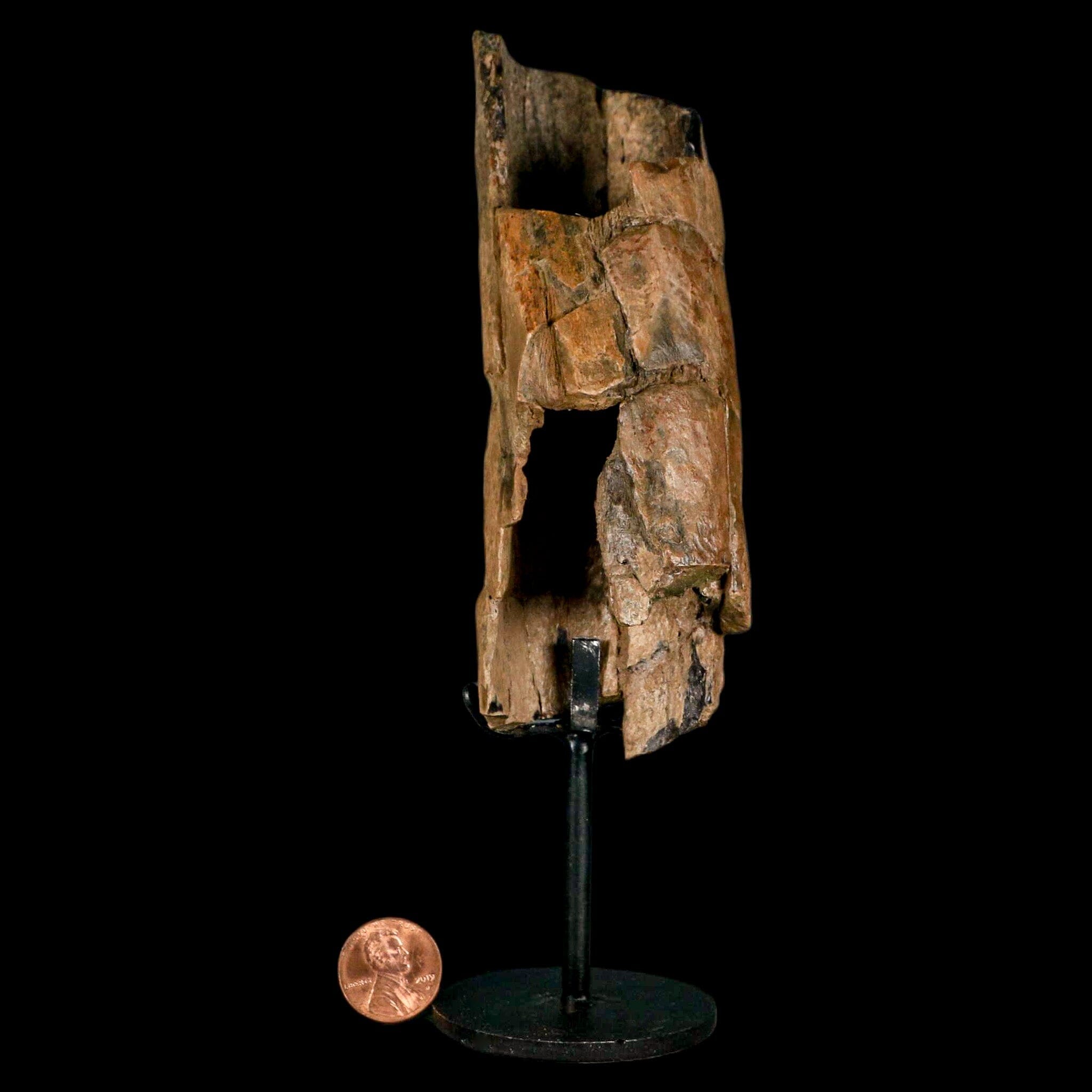 5.2" Thescelosaurus Fossil Tibia Bone Cretaceous Dinosaur Hell Creek MT COA Stand - Fossil Age Minerals