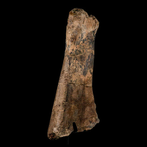 14.4" Triceratops Fossil Fibula Bone Hell Creek FM Cretaceous Dinosaur MT COA Stand - Fossil Age Minerals