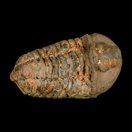 3.2" Flexicalymene Trilobite Fossil Ordovician Age Tazzarine Region Morocco COA