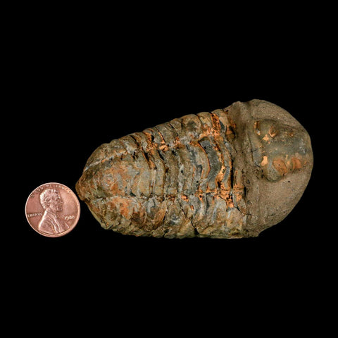 3.2" Flexicalymene Trilobite Fossil Ordovician Age Tazzarine Region Morocco COA - Fossil Age Minerals