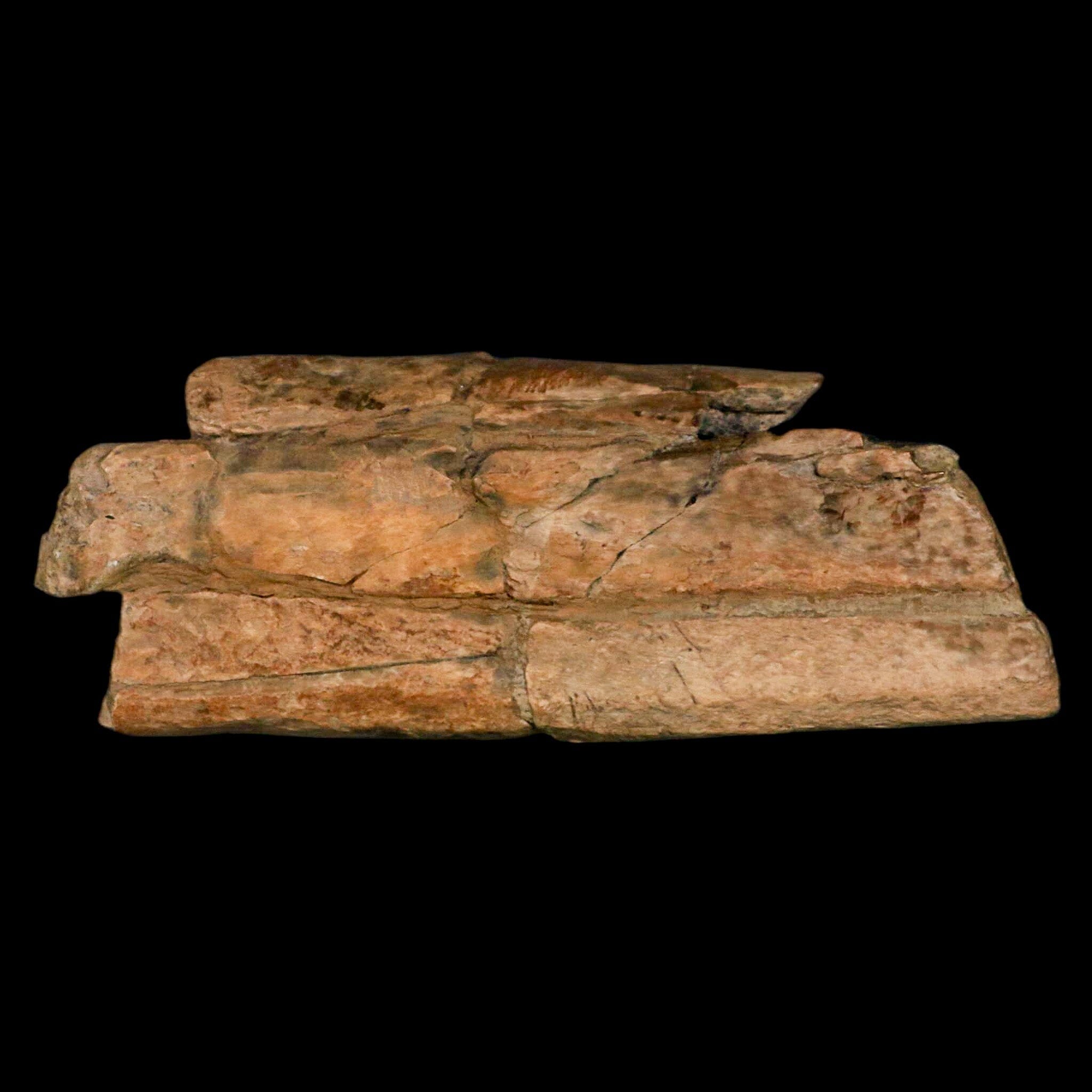5.2" Thescelosaurus Fossil Tibia Bone Cretaceous Dinosaur Hell Creek MT COA Stand - Fossil Age Minerals
