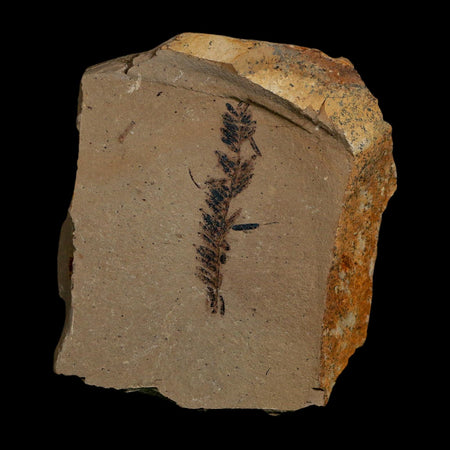 1.7" Detailed Fossil Plant Leafs Metasequoia Dawn Redwood Oligocene Age MT COA