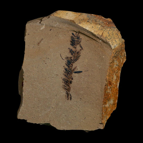 1.7" Detailed Fossil Plant Leafs Metasequoia Dawn Redwood Oligocene Age MT COA