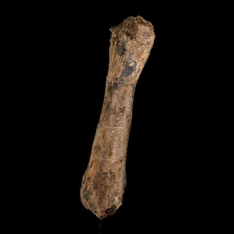 14.4" Triceratops Fossil Fibula Bone Hell Creek FM Cretaceous Dinosaur MT COA Stand - Fossil Age Minerals