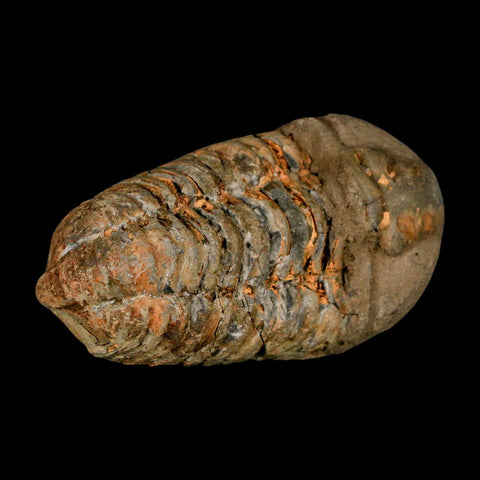 3.2" Flexicalymene Trilobite Fossil Ordovician Age Tazzarine Region Morocco COA - Fossil Age Minerals