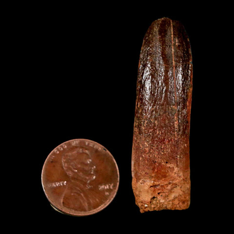 1.9" Rebbachisaurus Sauropod Fossil Tooth Early Cretaceous Dinosaur COA - Fossil Age Minerals