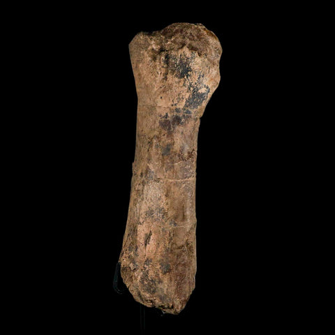 14.4" Triceratops Fossil Fibula Bone Hell Creek FM Cretaceous Dinosaur MT COA Stand - Fossil Age Minerals