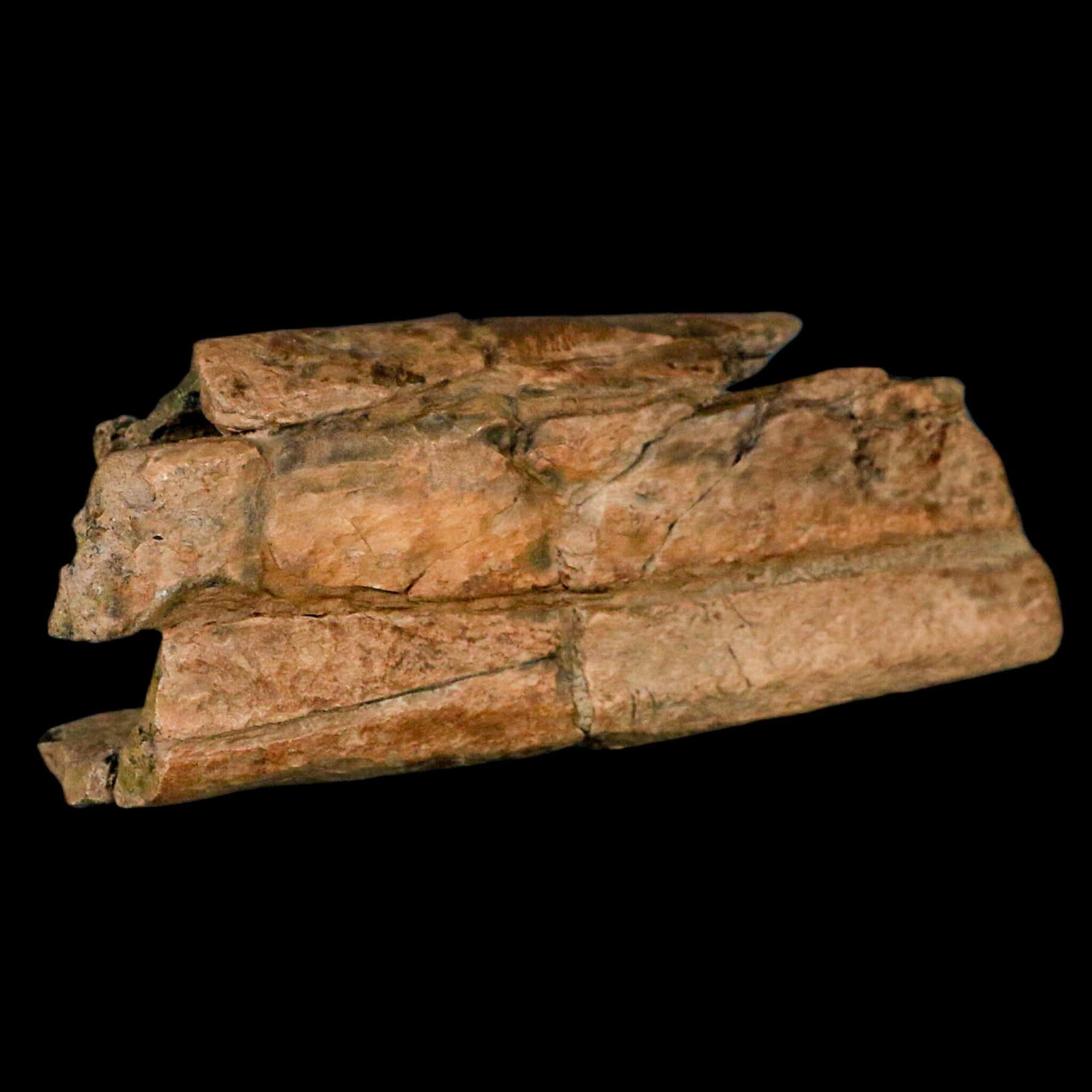 5.2" Thescelosaurus Fossil Tibia Bone Cretaceous Dinosaur Hell Creek MT COA Stand - Fossil Age Minerals