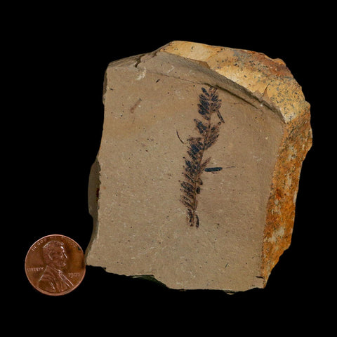 1.7" Detailed Fossil Plant Leafs Metasequoia Dawn Redwood Oligocene Age MT COA