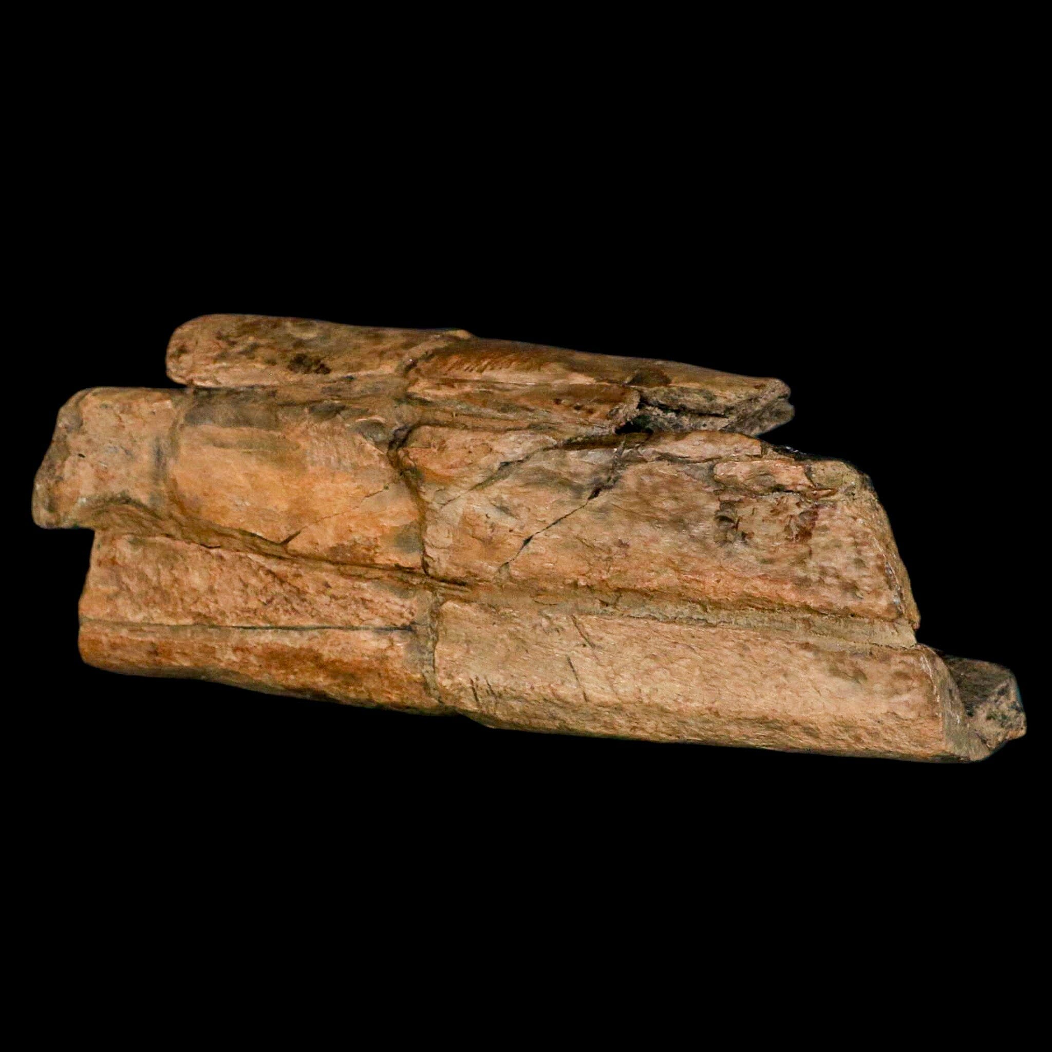 5.2" Thescelosaurus Fossil Tibia Bone Cretaceous Dinosaur Hell Creek MT COA Stand - Fossil Age Minerals