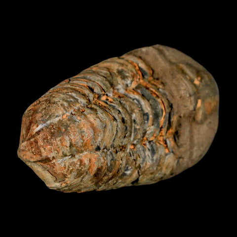 3.2" Flexicalymene Trilobite Fossil Ordovician Age Tazzarine Region Morocco COA - Fossil Age Minerals