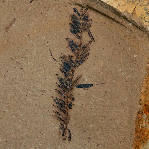 1.7" Detailed Fossil Plant Leafs Metasequoia Dawn Redwood Oligocene Age MT COA