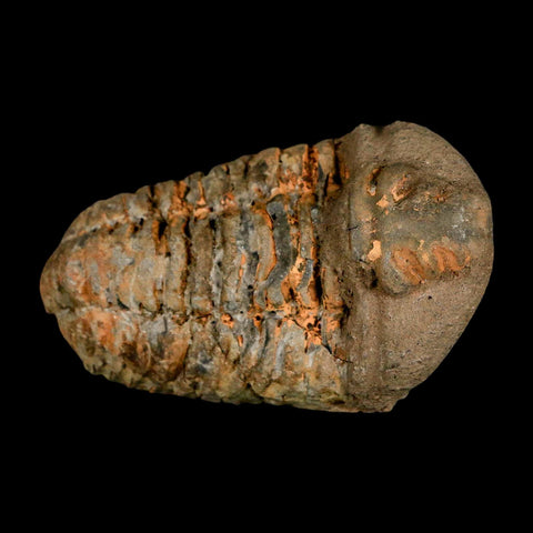 3.2" Flexicalymene Trilobite Fossil Ordovician Age Tazzarine Region Morocco COA - Fossil Age Minerals