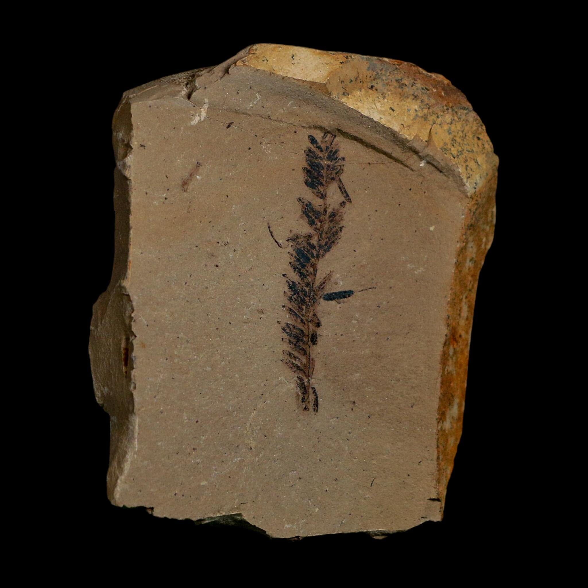 1.7" Detailed Fossil Plant Leafs Metasequoia Dawn Redwood Oligocene Age MT COA - Fossil Age Minerals