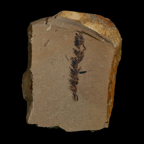 1.7" Detailed Fossil Plant Leafs Metasequoia Dawn Redwood Oligocene Age MT COA