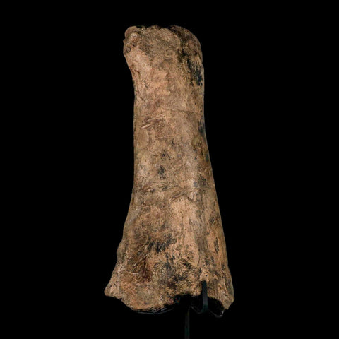 14.4" Triceratops Fossil Fibula Bone Hell Creek FM Cretaceous Dinosaur MT COA Stand - Fossil Age Minerals